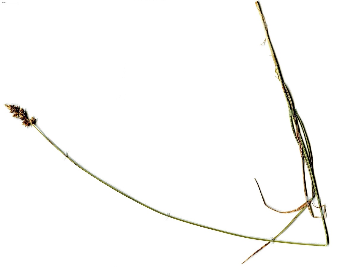 Carex pairae (Cyperaceae)